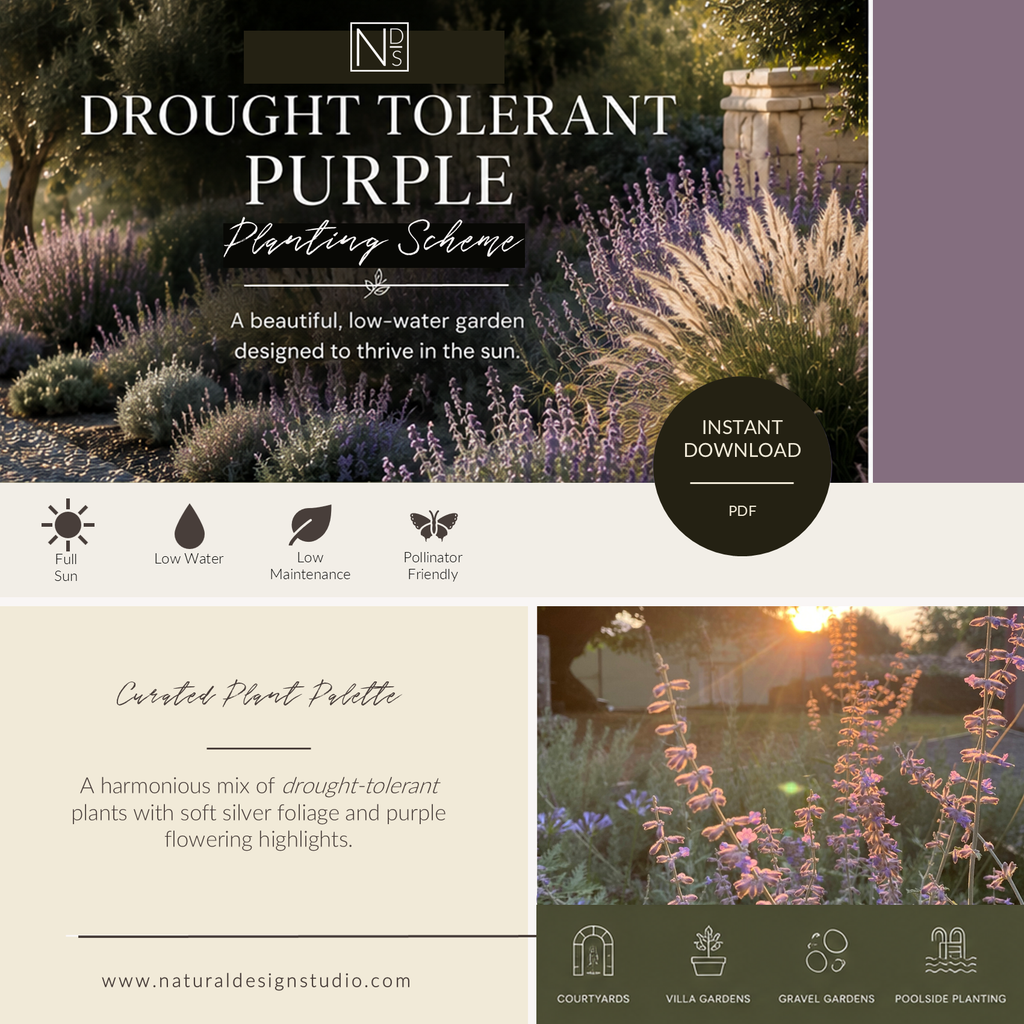 Drought-Tolerant Purple Border Planting Scheme - Instant Digital Download